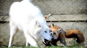 Лису подсадили к дикому волку, но такой развязки никто не ожидал!