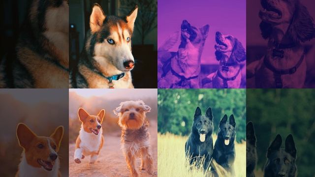 Атмосфера (Дрессировка собак) смотреть онлайн