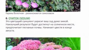 Анемона японская, гелениум гибридный, астильба, и т.  д.  Многолетние цветы для сада.