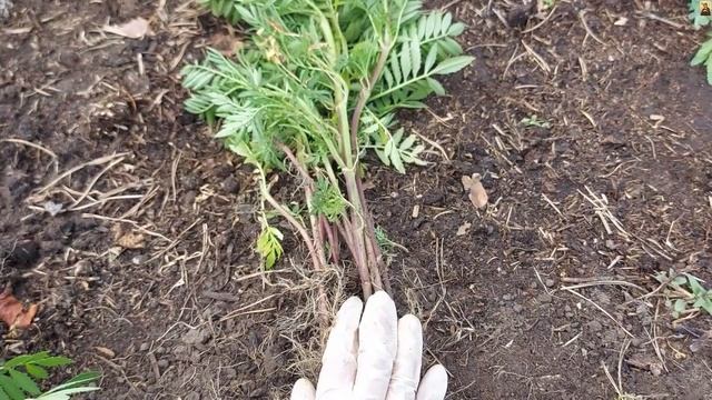 Тагетесы переросли, а тюльпаны пожухли, что делать? смотреть онлайн