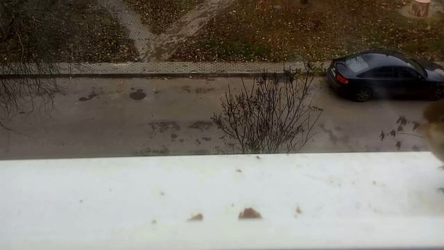 #8. ГДЕ ОБЕДАЛ ВОРОБЕЙ?/(КТО ЖЕ ЕСТ НАШИ СУХАРИКИ???) смотреть онлайн