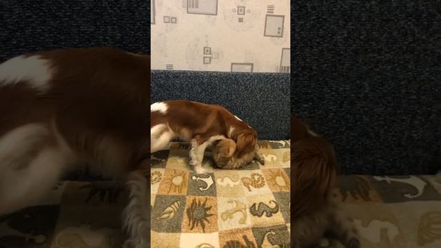 Нянька Элвис