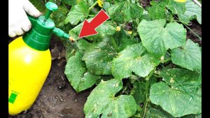 От желтых листьев на огурцах спасет этот рецепт внекорневой подкорми в августе!