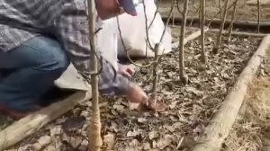 Мульчирование яблонь весной в саду у Сергея Дьякова.mp4