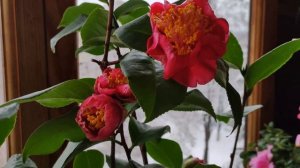 ОБЗОР. КОМНАТНЫЕ ЦВЕТЫ.  ЦВЕТУЩИЕ ЗИМОЙ.  МОИ АЗАЛИИ И КАМЕЛИИ | HOUSEPLANTS