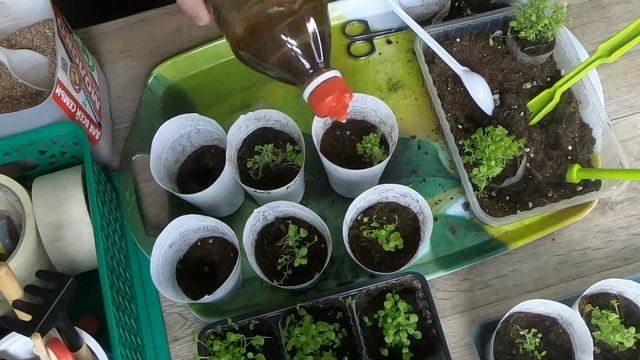 Пикировка лобелии Посадила Статицу и Аквилегию смотреть онлайн