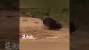 Львы НА РОГАХ