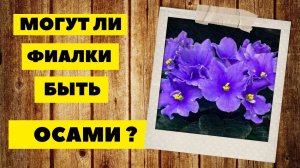 Фиалки осы и другие жители коллекции