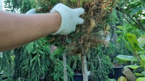 будем восстанавливать кипарисовик .