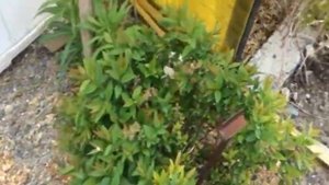 Как я оформляю  новую клумбу..Что сажу из декоративных кустарников.