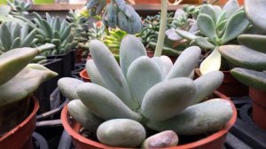 Pachyphytum oviferum 'Elaine' 多肉 月美人