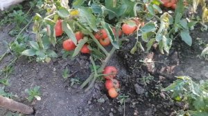 Томаты в открытом грунте. Обзор томатов.