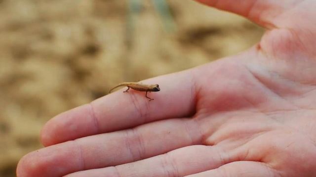 СОННИК - Что значит приснившаяся ЯЩЕРИЦА? смотреть онлайн