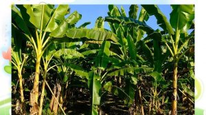 Любимое дерево