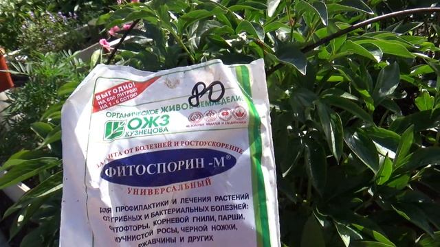 Пионы-профилактика, лечение заболеваний. смотреть онлайн