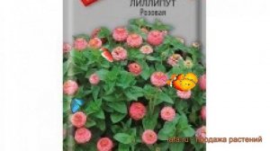 Цинния лиллипут Лиллипут Розовая ? обзор: как сажать, семена циннии Лиллипут Розовая