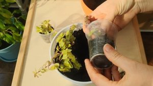 Каллизия ползучая/CALLISIA REPENS/PINK LADY/PINK PANTHER/GOLD. Пересадка, омоложение каллизии репен