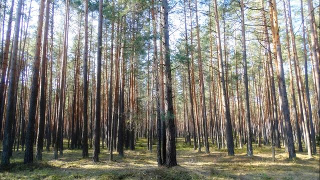 Мгновенное погружение в крепкий сон под пение птиц в лесу / Звуки природы для сна смотреть онлайн