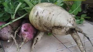 Правила выращивания дайкона