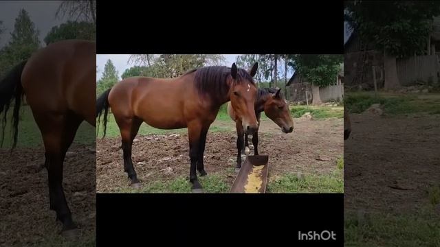 Дом в деревне/Познакомимся/Наши лошадки смотреть онлайн