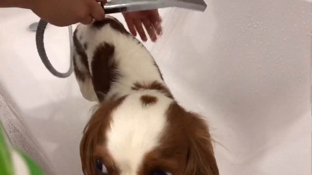 КАК МЫТЬ ЛАПЫ ПОСЛЕ ПРОГУЛКИ? | КАВАЛЕР КИНГ ЧАРЛЬЗ СПАНИЕЛЬ смотреть онлайн