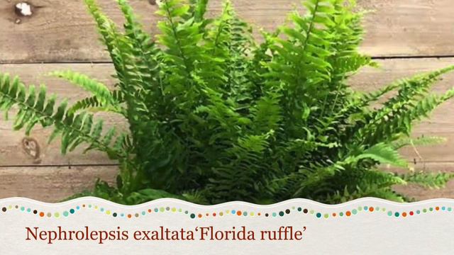 55 VARIETIES OF FERN PLANT + FERNS IDENTIFICATION + AIR PURIFYING PLANTS #ferns #airpurifying