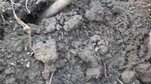 Осенняя посадка черенков винограда