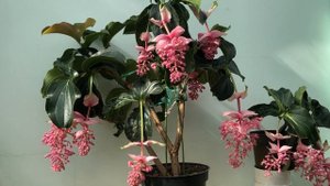 Мединилла прекрасная  Medinilla