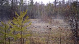 Специалисты посадили деревья в Парке Победы в Якутске
