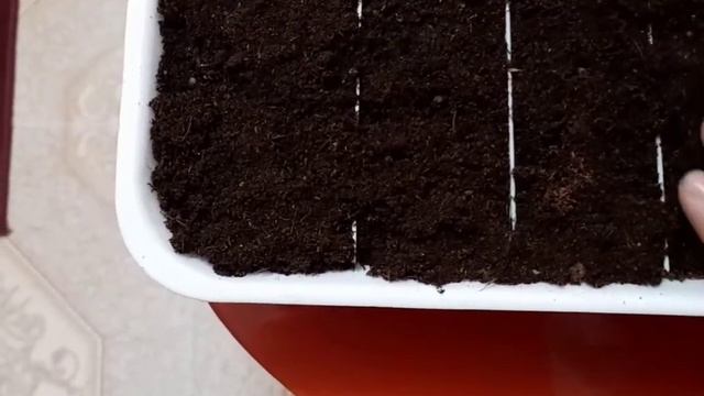 Переезд на юг из Сибири. #Сеемкатарантус#лобелию#сельдерей# смотреть онлайн