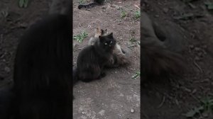 Упорство залог победы ?? кот рыболов / fisher cat