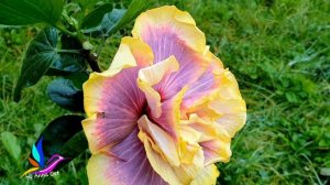 #Hibiscus Gator Magic