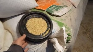 Корм, Предстарт для поросят! Тестируем добавку Элит Корм. Свиноводство