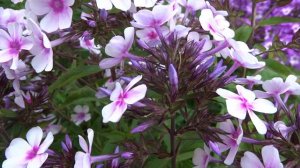 Флокс метельчатый . ЕВРОСТИЛЬ ПАСТЕЛЬ.авторы   В.В. Корчагин, В.Г. Борисова, 2014.