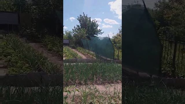 ??? НАВЕС ОТ СОЛНЦА "ПАРУС" ДЛЯ НАШИХ ОГУРЧИКОВ УСТАНОВЛЕН ВСЕМ ХОРОШИХ УРОЖАЕВ !!! смотреть онлайн