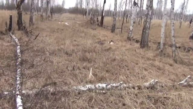 За лосями по Катькиной дороге смотреть онлайн