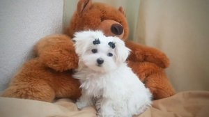 Мальтезе - щенок мини.