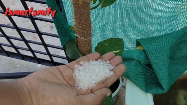 How to get big Leaves in money plant in Telugu/Money plant fertilizer/Easy tips&Grow/Ismartsmity смотреть онлайн