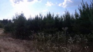 13.07.2021 Шараповский карьер (Одинцовский район) озеро / пляж / природа.