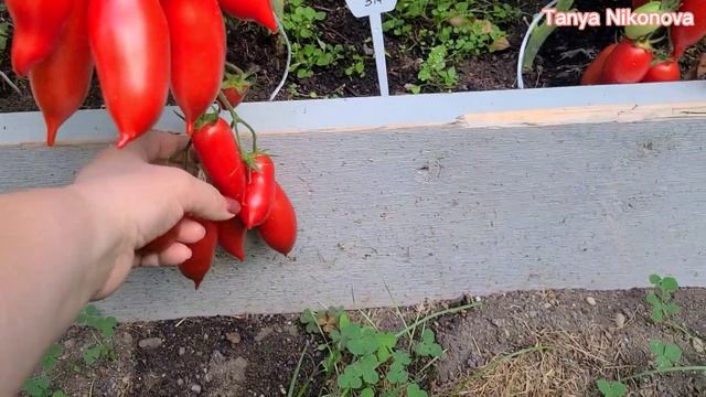 ТОМАТ НИАГАРА. ОГРОМНЫЙ УРОЖАЙ. ОБЗОР КУСТА И ПОМИДОР ?. смотреть онлайн