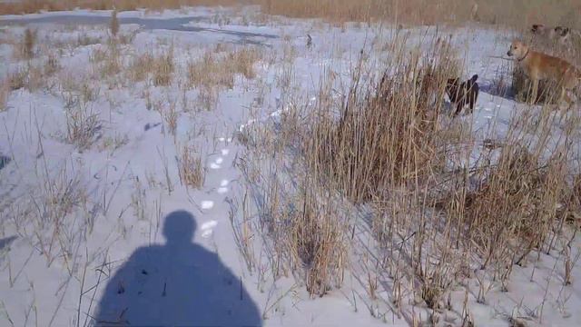 охота на нутрию смотреть онлайн