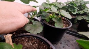 Как омолодить куст пеларгонии !