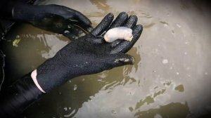 Ужасный корабельный червь, который питается камнями