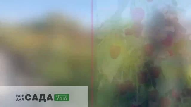 ВСЕ О МАЛИНЕ СОРТА ПОЛЬКА смотреть онлайн