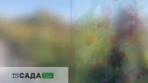 ВСЕ О МАЛИНЕ СОРТА ПОЛЬКА