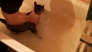 Как помыть бенгальского кота за 3 минуты
