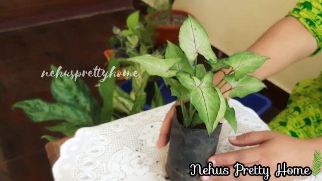 വിലക്കുറവിൽ ചെടികൾ🌿|Aglaonema|Dieffenbachia|Syngonium|Kochia Plant|Pothos|Plant Sale|Low cost Plant