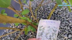 Экзохорда Лотус Мун. Екзохорда Лотус Мун.Exochorda  Lotus Moon Pearlbush.Красота неописуемая  ???