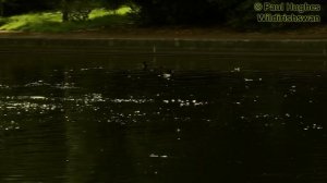 Frantic mother ducks attack a bird eating ducklings