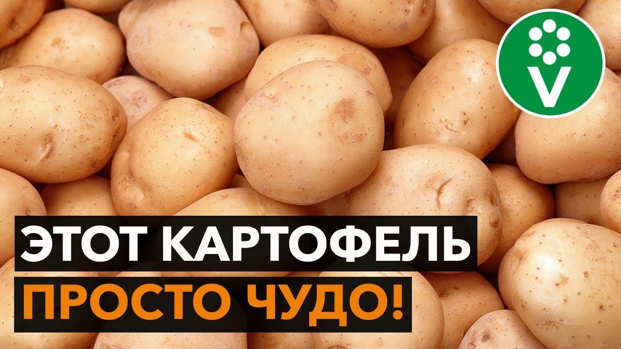 Картофель экстра